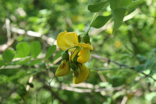 Colutea arborescens, Blasenstrauch mit gelben Bl&uuml;ten