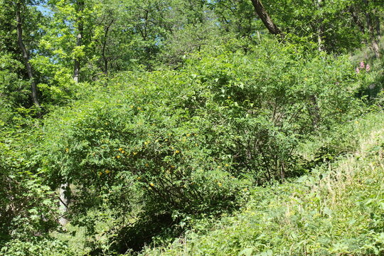 Colutea arborescens, Blasenstrauch mit gelben Bl&uuml;ten