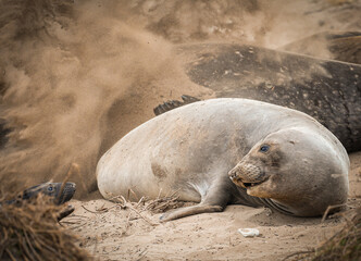 Female lion and her baby
