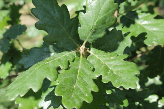 Quercus pubescens, Flaum-Eiche mit gr&uuml;nen Bl&auml;ttern