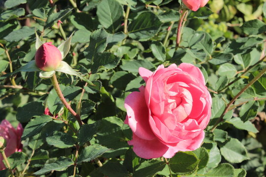 Rosa 'Boscobel', Rose mit rosa Bl&uuml;ten