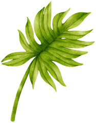 Philodendron mayoi tropical leaf watercolor © b.illustrations