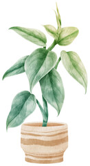 philodendron silver sword tropical leaf watercolor © b.illustrations