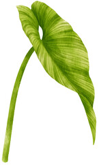 philodendron tropical leaf  watercolor © b.illustrations