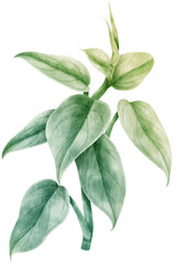 philodendron silver sword tropical leaf watercolor © b.illustrations