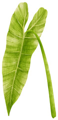 Philodendron tropical leaf watercolor illustration © b.illustrations