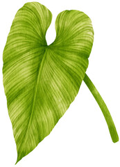 philodendron tropical leaf  watercolor © b.illustrations