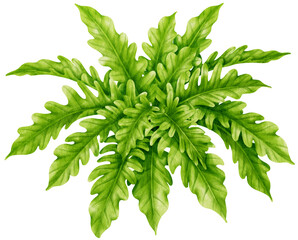 Philodendron tropical plant watercolor illustration © b.illustrations