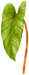 Philodendron tropical leaf watercolor illustration © b.illustrations