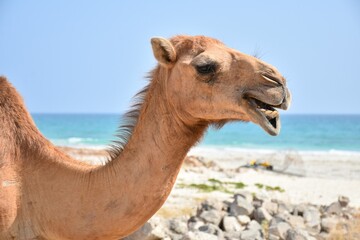 Fototapeta premium Portrait of camel . Dhofar, Oman. Dry season