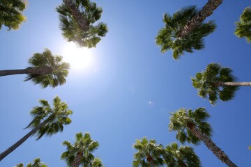 Sunlight Filters Through Lush Palm Trees Creating a Serene Tropical Atmosphere in Nature s Embrace