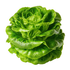 Fresh Green Lettuce Head with Water Droplets on Isolated Background