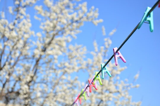 Colorful plastic clothespins on a laundry line with a blooming spring tree and blue sky in the background.