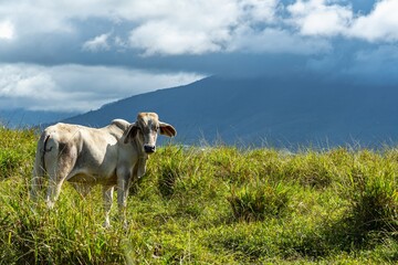 Obraz premium Serene Brahman Cow Grazing in Lush Tropical Highland Pasture