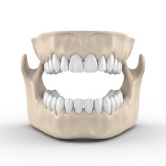 Anatomical model of a human jaw with fully visible teeth alignment