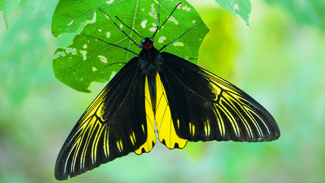 Golden bird's-wing (Ornithoptera, Troides aeacus). Famous golden butterfly catches eye with contrast of yellow and black, enhancing color. Mountainous rainforest on Borneo island, Malaysia. January