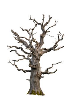 A large bare tree with twisted branches and a thick trunk standing alone on green moss isolated on transparent background