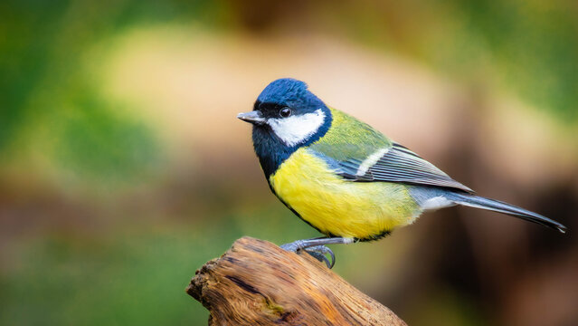 Great Tit