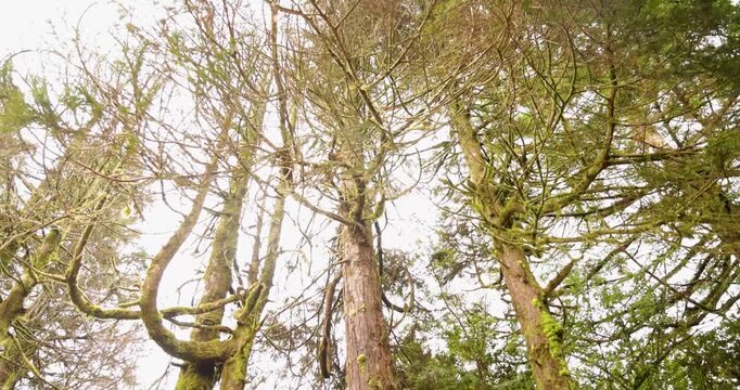 Tilt down shot of several Cryptomeria japonica Japanese cedar trees.