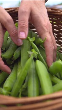 Green beans vegetable food in basket gardener chef picks up and collects
