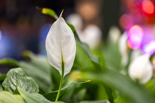รูปภาพSpathe – เลือกดูภาพถ่ายสต็อก เวกเตอร์ และวิดีโอ8,173 | Adobe Stock