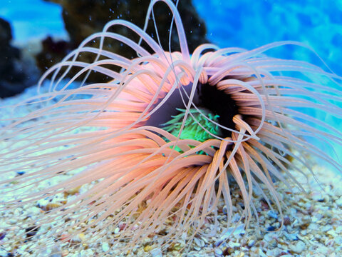 Cape Town, South Africa, February 5, 2025. A tubular anemone with two crowns of tentacles, an orange outer one and a green inner one around the mouth. It is found in the Two Oceans Aquarium.