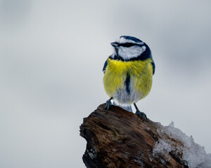 A charming portrait of a blue tit perched on a snowy branch, its colourful plumage fluffed up against the cold © paul
