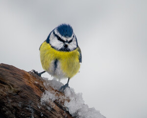 A charming portrait of a blue tit perched on a snowy branch, its colourful plumage fluffed up against the cold © paul