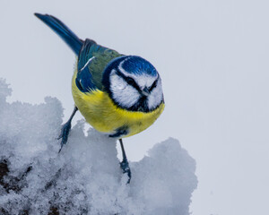 A charming portrait of a blue tit perched on a snowy branch, its colourful plumage fluffed up against the cold © paul