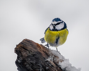 A charming portrait of a blue tit perched on a snowy branch, its colourful plumage fluffed up against the cold © paul