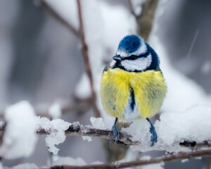 A charming portrait of a blue tit perched on a snowy branch, its colourful plumage fluffed up against the cold © paul