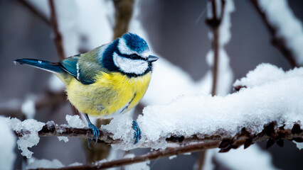 A charming portrait of a blue tit perched on a snowy branch, its colourful plumage fluffed up against the cold © paul