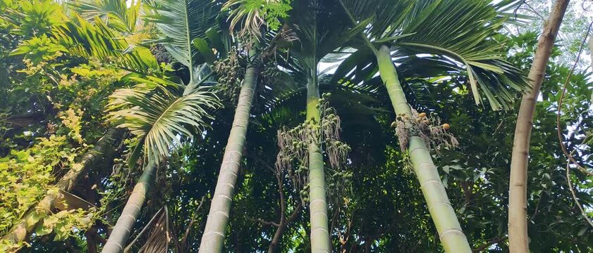 Areca Palm Tree with Betel Nut Clusters