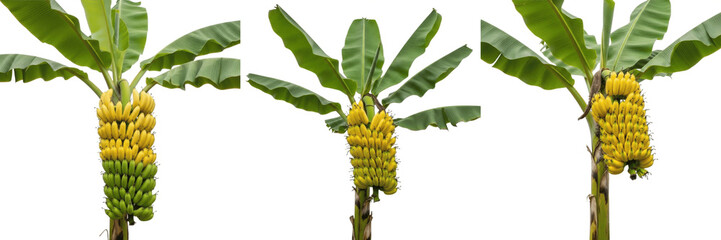 Set of 3 Isolated Banana Trees with Bunches of Ripe Yellow Bananas PNG © AADi