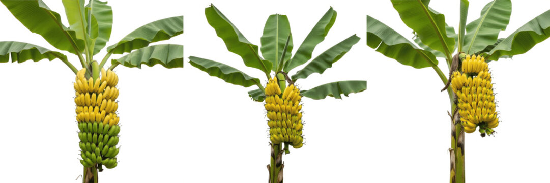 Set of 3 Isolated Banana Trees with Bunches of Ripe Yellow Bananas PNG
