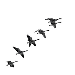 Geese Flying in Formation Against White Background