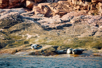 Few navy seals bask on the rocky shore at sunset in Teriberka, Murmansk region, Russia
