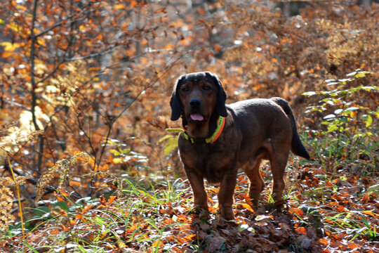 Alpine dachsbracke is a beautiful and strong hound dog