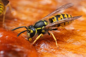 Detailed Close-Up of a Wasp Consuming Food on an Orange Surface, Emphasizing Texture