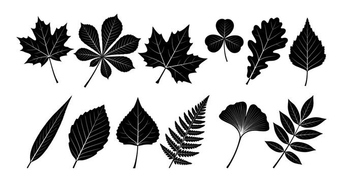 Tree leaf silhouette set with maple oak and fern