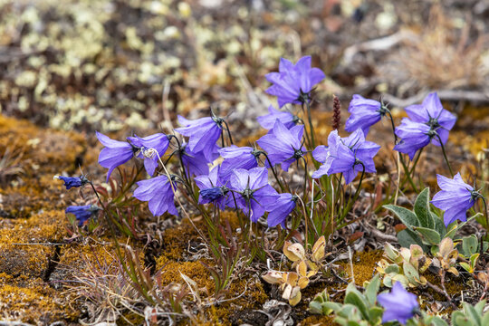 Arctic Harebell Wildflowers Blooming in Greenland Tundra - Purple Campanula Arctic Wildflowers