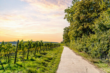 Obraz premium Mainschleife, Weinberge, Volkach, Bayern, Deutschland 