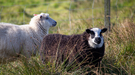 Shetland sheep a breed known for its fine wool and hardiness.  © Drew