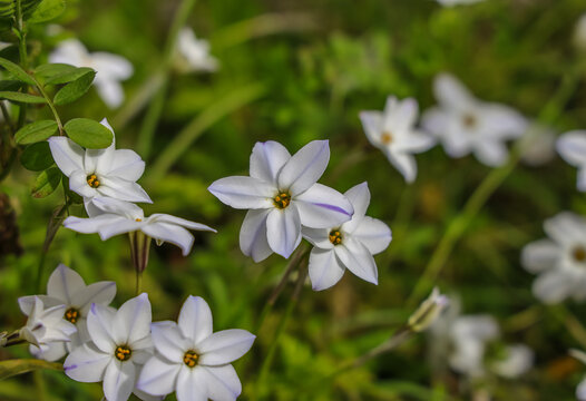 pheion uniflorum is related to the onions, placed in the allium subfamily (Allioideae) of the Amaryllidaceae. It is known by the common name springstar,  or spring starflower. 