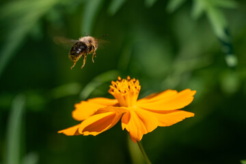 A bumblebee in mid-flight approaches a vibrant orange sulfur cosmos  flower in a sunlit garden