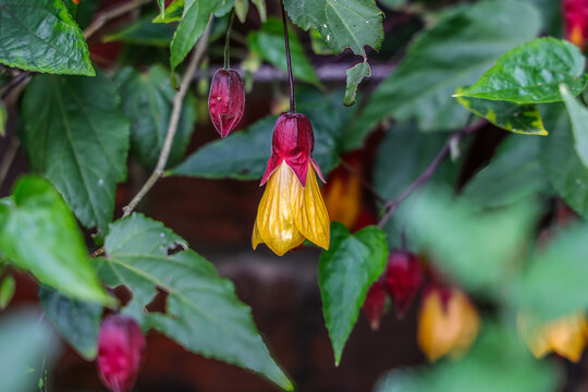 Abutilon megapotamicum or Callianthe megapotamica (trailing abutilon) is a species of Abutilon, also known as flowering maple, Chinese lantern and parlour maple.