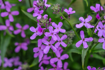 Fototapeta premium Hesperis matronalis is an herbaceous flowering plant species in the family Brassicaceae. dame's rocket, damask-violet, dame's-violet, dames-wort, night-scented gilliflower, queen's gillyflower.