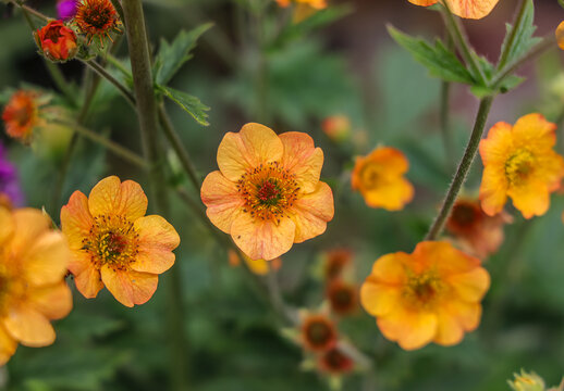 Geum coccineum is a species of flowering plant in the genus Geum, in the rose family Rosaceae. 