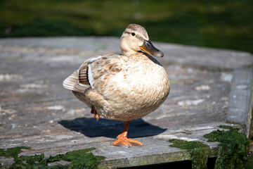 A female Mallard or Wild Duck (Anas platyrhynchos).