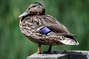 A female Mallard or Wild Duck (Anas platyrhynchos).